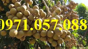Cây giống nhãn indo